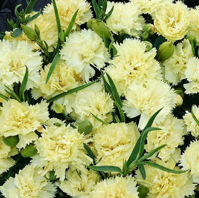 Lorvox Carnation Mixed Flower Seed(30 per packet)