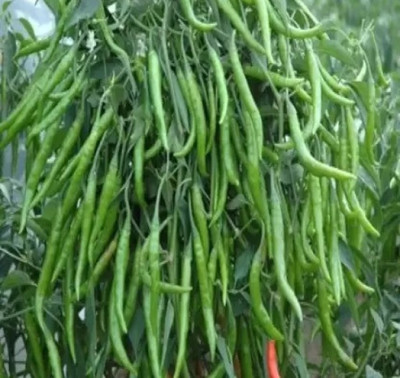 Mirch Hybrid chilli vagitable seeds 10g Seed(10 g)