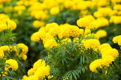 Radhakrishna marigold,gende ka phool Seed(30 per packet)