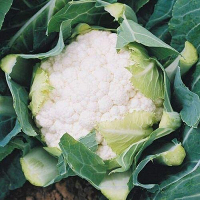 CYBEXIS High Yield Seeds of Vegetable Cauliflower Boris500 Seeds Seed(500 per packet)