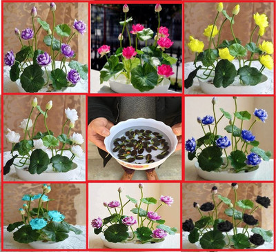 LPR TOMATO SEEDS Seed(30 per packet)