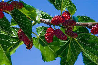 Oliver MULBERRY (shshatoot) fruit seeds Seed(130 per packet)