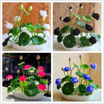 NurseryFriends Lotus, Kamal Flower Seed(21 per packet)