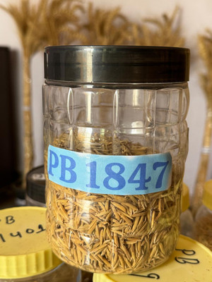Sant Seeds LLP PUSA BASMATI 1847 PADDY SEEDS & AGRICULTURE SOWING Seed(100 per packet)