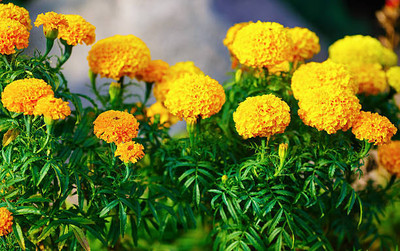 Greenery marigold,gende ka phool seeds Seed(21 per packet)