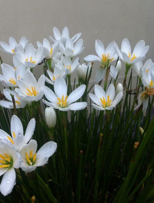 CYBEXIS NDIR-51 - Zephyranthes 'White Rain Lily' - (540 Seeds) Seed(540 per packet)
