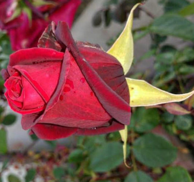greenfarm NXC- Fragrant Rose Flower Seeds / Gulab Seeds , 100 X Seeds , cxx8 Seed(100 per packet)