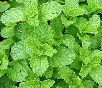 VibeX ® XLR-588 Spearmint Mentha Spicata Mint Pennyroyal Seed(200 per packet)