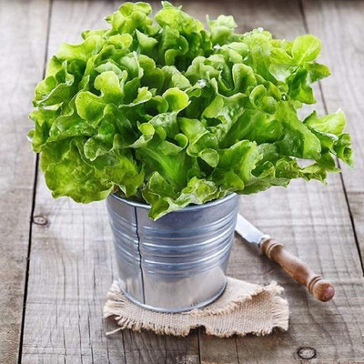 VibeX ® XXL-844 Lettuce Oakleaf Seeds Seed(200 per packet)