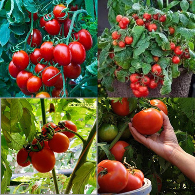 ibains Country tomato seed pack of 370 Seed(370 per packet)