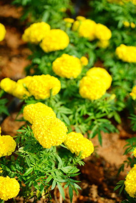 SH ENTERPRISE marigold/gende ka phool flower seeds Seed(75 per packet)