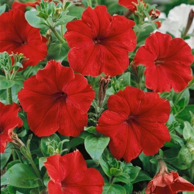 ibains Petunia double mix flower seeds garden Seed(345 per packet)