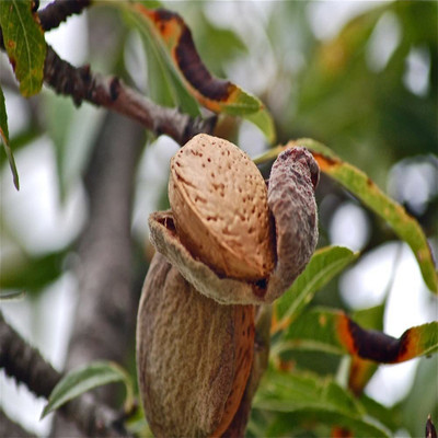 VibeX PUAS-94 - Almond Tree Baheda - (30 Seeds) Seed(30 per packet)