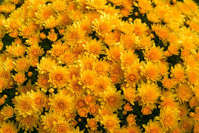 Radha Krishna Agriculture marigold/gende ka phool flower seeds Seed(50 per packet)