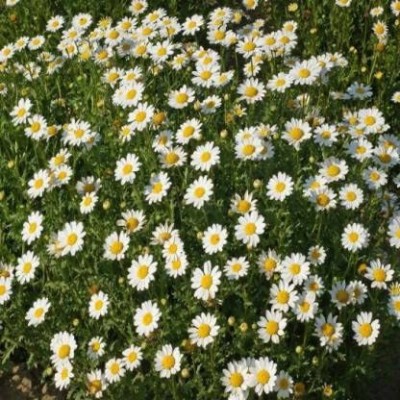 Aywal Chrysanthemum Mix Heirloom Flower Seed(100 per packet)