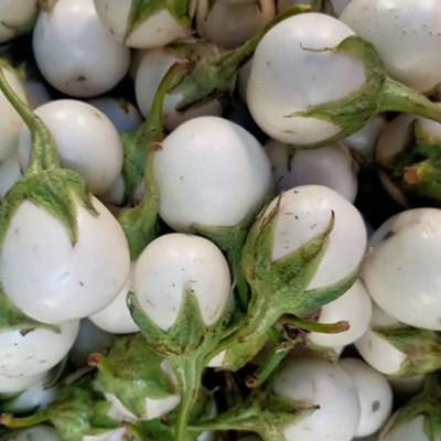 KNESSiN White Round African Brinjal Seeds-[10gm] Seed(2000 per packet)