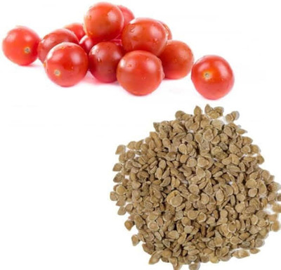 VAN OUSI Tomato Seeds syngenta Tomato Seeds hybrid Tomato Seeds Seed(200 per packet)