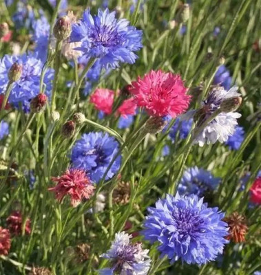 Aro Cornflower Seed(33 per packet)