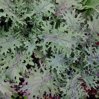 WILLVINE SCI -XII Kale Seeds - Red Russian [2.5g] Seed(750 per packet)