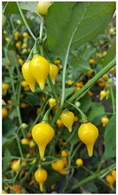 Biosnyg Fast Growing HOT BIQUINO YELLOW CHILLI Vegetable Seeds for Garden-(400 Seeds) Seed(400 per packet)