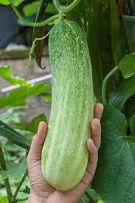 BJUBASPLANT Cucumber seeds hybrid pack of 17 Seed(17 per packet)