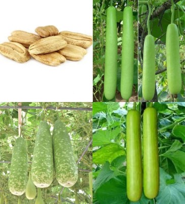 ibains Bottle gourd seeds biij 42 Seed(42 per packet)