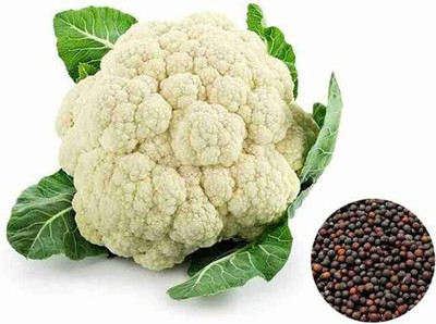 Greenfall Deshi Fulgobi 40 Seeds Seed(40 per packet)