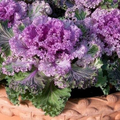 Aywal Ornamental Cabbage / kale Mix Heirloom Flower Seed(50 per packet)