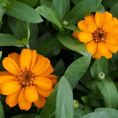 CYBEXIS GBPUT-27 - Zinnia Flower Garden - Orange - (270 Seeds) Seed(270 per packet)