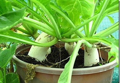 Aywal Raddish / Muli / Mooli27 Seed(20 per packet)