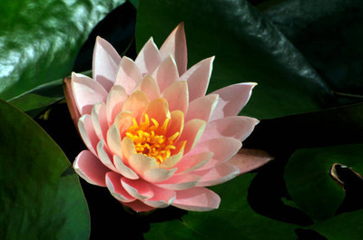 Dr Arya lotus,kamal gatta Seed(10 per packet)