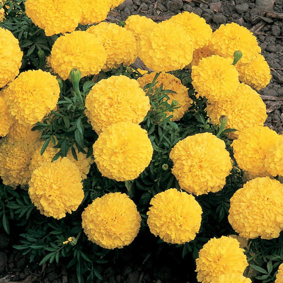 Qualtivate LX-447 Marigold Seeds - Inca II Seed(500 per packet)