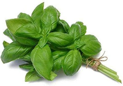 KNESSiN LAX-47 Basil Seed(500 per packet)