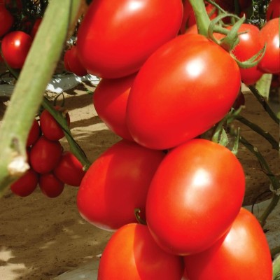 VRAKSHA Tomato Granadero Seed(200 per packet)