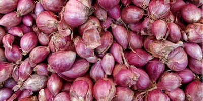 CRGO ONION , PYAAZ Seed(25 per packet)