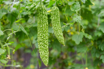 Kodali Hybrid F1 Bitter Gourd Seed Pack Of 15 Seed(15 per packet)