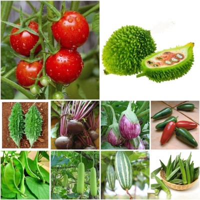 GREENSEA 10 Mix Vegetable 140+ Seed(140 per packet)