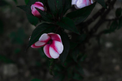 XOLDAA balsam frower Seed(20 per packet)