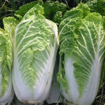 Pbevergreen chinese cabbage seeds Seed(141 per packet)