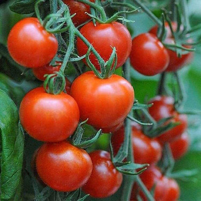 LPR TOMATO SEEDS Seed(20 per packet)