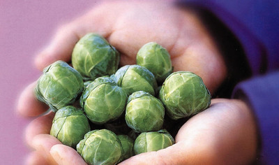 WILLVINE GOI -III Vegetable Brussels Sprout Cabbage Green [10g] Seed(3000 per packet)