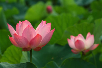 bheeshma lotus,kamal gatta Seed(11 per packet)
