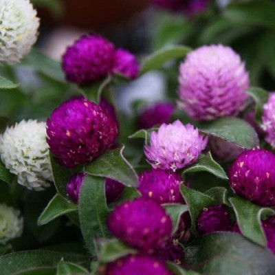 bella Gomphrena Winter Flower Seeds, Vibrant, Long-Lasting, Drought-Resistant Blooms Seed(90 per packet)