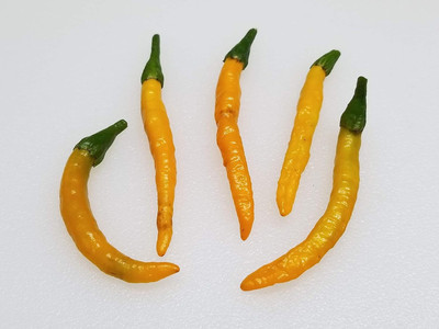 Biosnyg Fast Growing Yellow Thai Pepper Seeds For Kitchen Gardening-(2000 Seeds) Seed(2000 per packet)