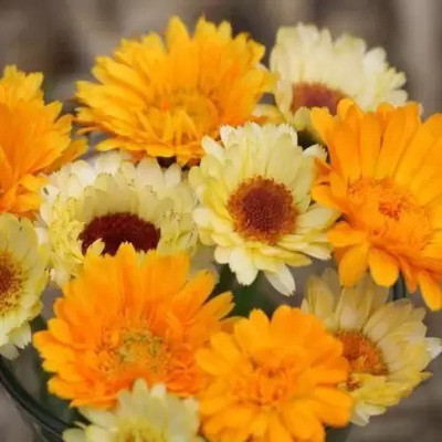 Aro Calendula Seed(45 per packet)