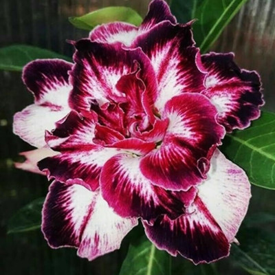 CRGO ADENIUM Seed(30 per packet)
