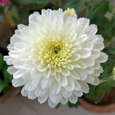 BDSresolve Chrysanthemum white seeds PACK OF 31 Seed(31 per packet)