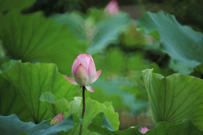 MAA lotus,kamal seeds Seed(5 per packet)