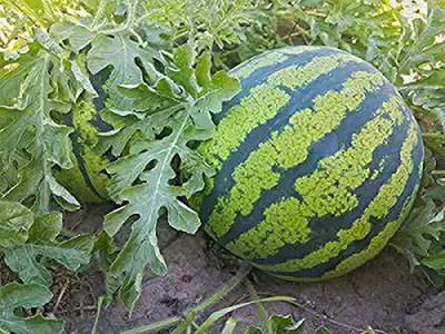 MAA Watermelon, Tarbooz Seed(20 per packet)
