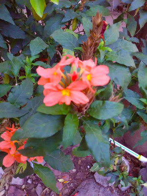 Vietrian kanakambaram-firecracker-crossandra Seed(37 per packet)